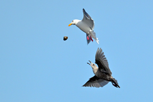 Glaucous-winged Gull